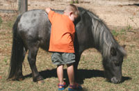 Miniature Horse Mare - Glory