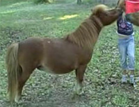 Miniature Horse Mare - Daffy