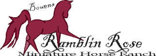Bowens Ramblin Rose Miniature Horse Ranch
