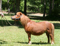 Miniature Horse Mare - Daffy