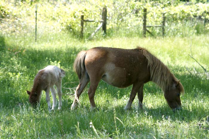 Miniature Appaloosas For Sale